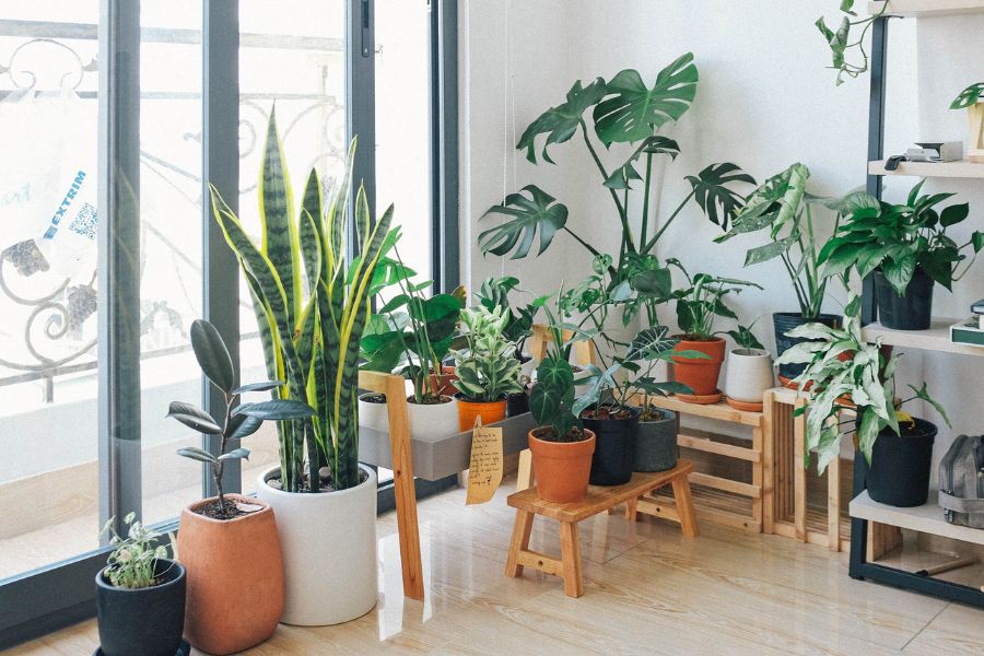 Indoor plants are a great way to add color, texture, and dimension to any room