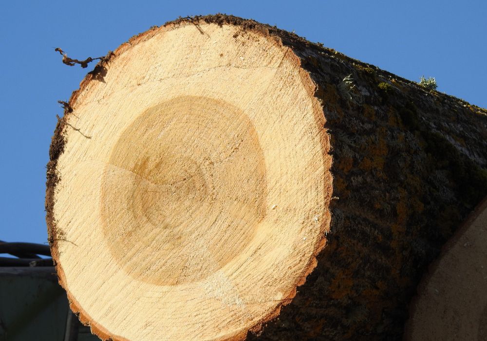 What Is Poplar Wood?